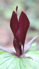 Trillium kurabayashii