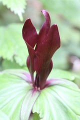 Trillium kurabayashii
