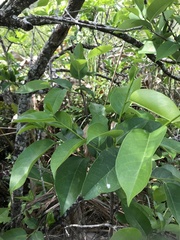 Annona glabra