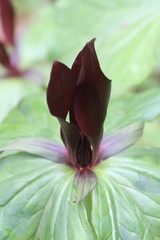 Trillium kurabayashii