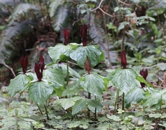 Trillium kurabayashii
