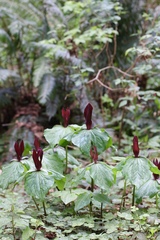 Trillium kurabayashii
