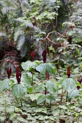 Trillium kurabayashii