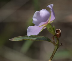 Osbeckia chinensis