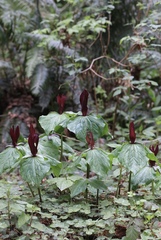 Trillium kurabayashii