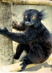 Eulemur macaco
