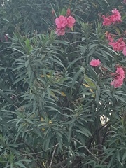 Nerium oleander