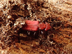 Cucujus cinnaberinus