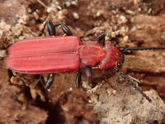 Cucujus cinnaberinus