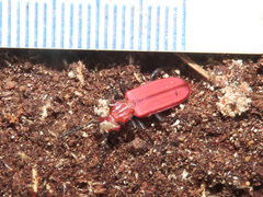 Cucujus cinnaberinus
