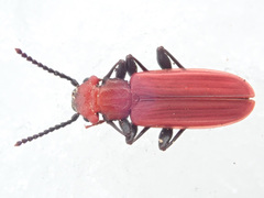 Cucujus cinnaberinus