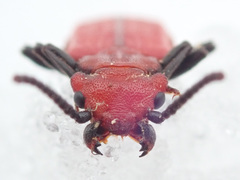 Cucujus cinnaberinus