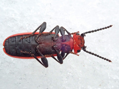 Cucujus cinnaberinus