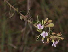 Helicteres angustifolia