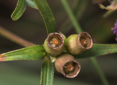 Osbeckia chinensis