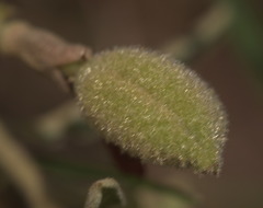 Helicteres angustifolia