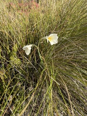 Cyrtanthus leucanthus