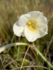 Cyrtanthus leucanthus