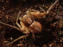 Philodromus aureolus