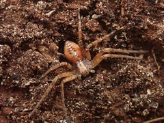 Philodromus aureolus