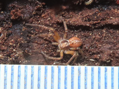 Philodromus aureolus