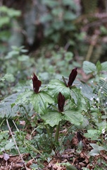 Trillium kurabayashii