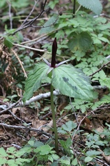 Trillium kurabayashii