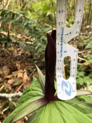 Trillium kurabayashii