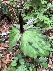 Trillium kurabayashii