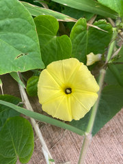 Ipomoea ochracea