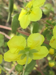 Sphedamnocarpus pruriens pruriens