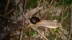 Megaustenia imperator