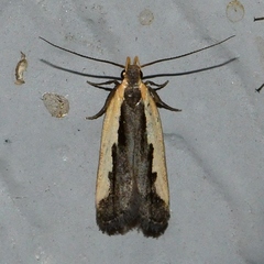 Dichomeris serrativittella