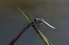 Palpopleura deceptor