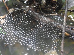 Elachistocleis muiraquitan