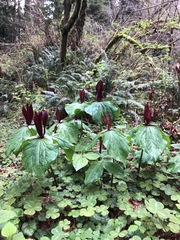 Trillium kurabayashii