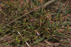 Osbeckia chinensis