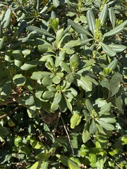 Pittosporum tobira