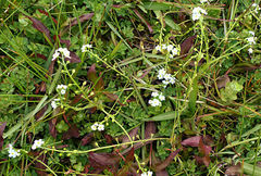 Myosotis stolonifera