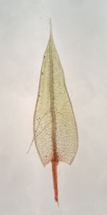 Ptychostomum imbricatulum