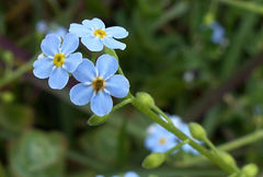 Myosotis stolonifera