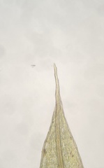 Ptychostomum imbricatulum