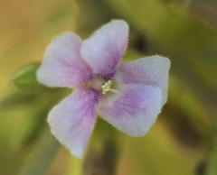 Helicteres angustifolia