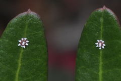 Ceroplastes japonicus