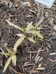 Asclepias perennis