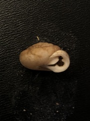 Inflectarius inflectus