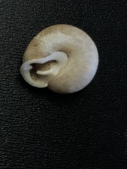 Inflectarius inflectus