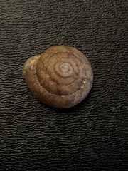 Inflectarius inflectus