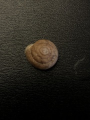 Inflectarius inflectus