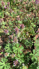 Lamium purpureum